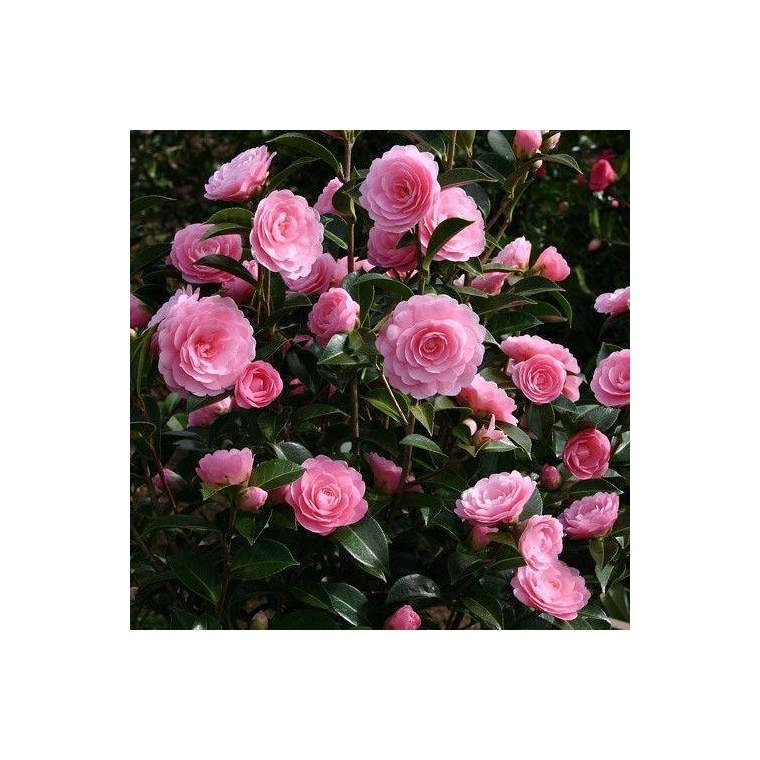Camellia japonica'Bonomania Pink' 