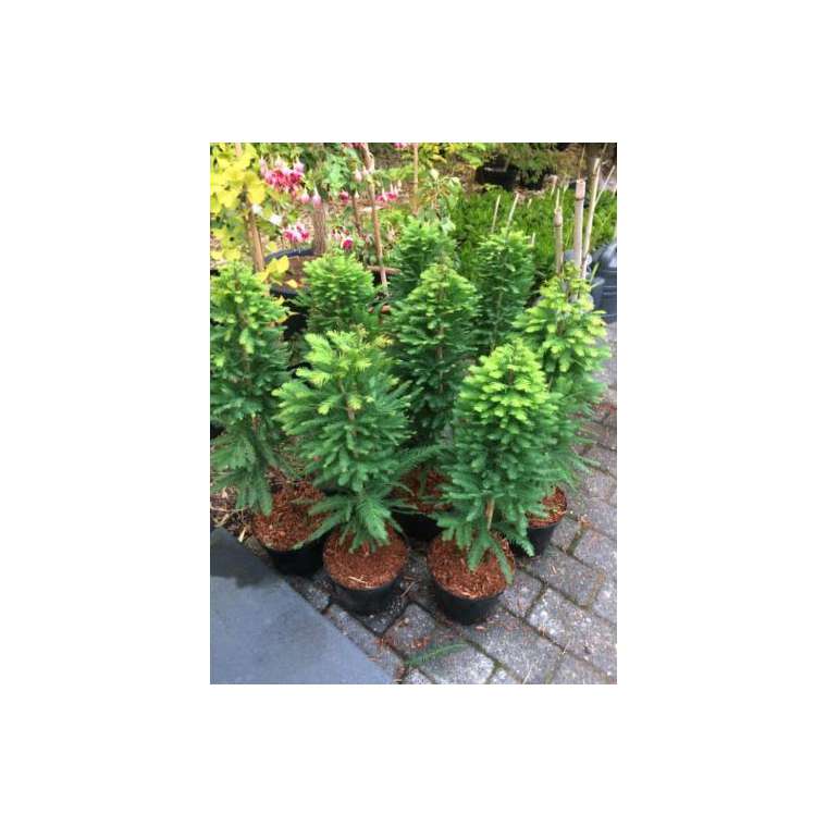 Taxodium distichum'Pevu Minaret' 