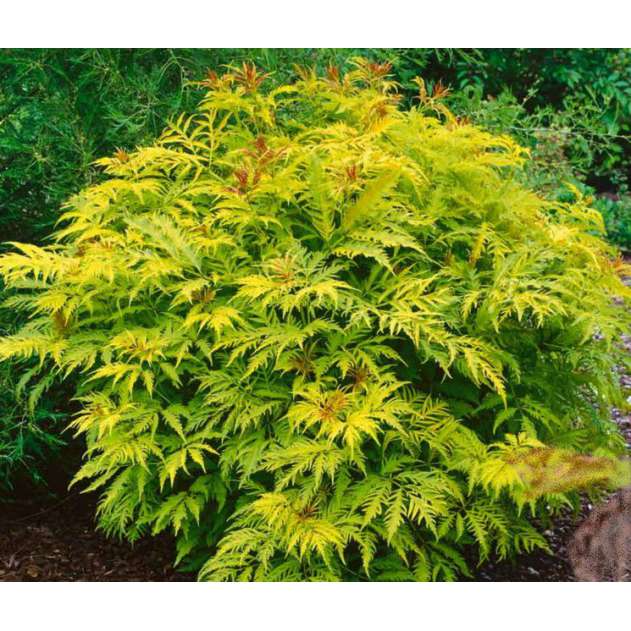 Sambucus nigra'Sutherland Gold' 