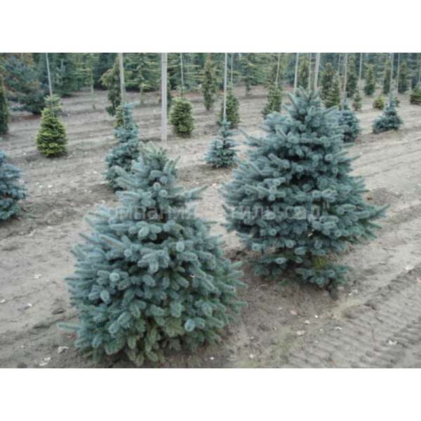 Pseudotsuga menziesii'Blue Wonder' 