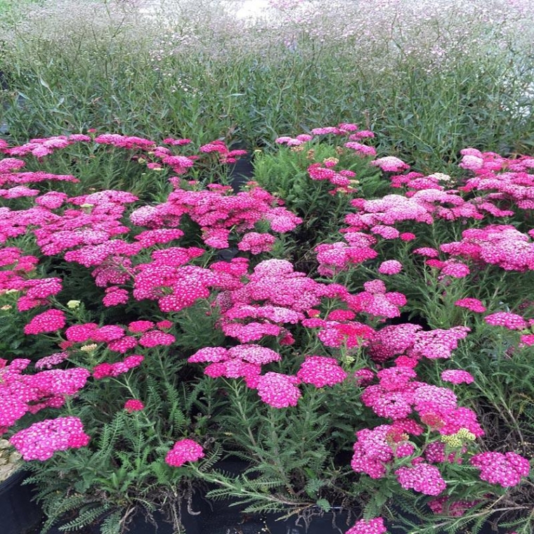Achillea millefolium'Saucy Seduction'
