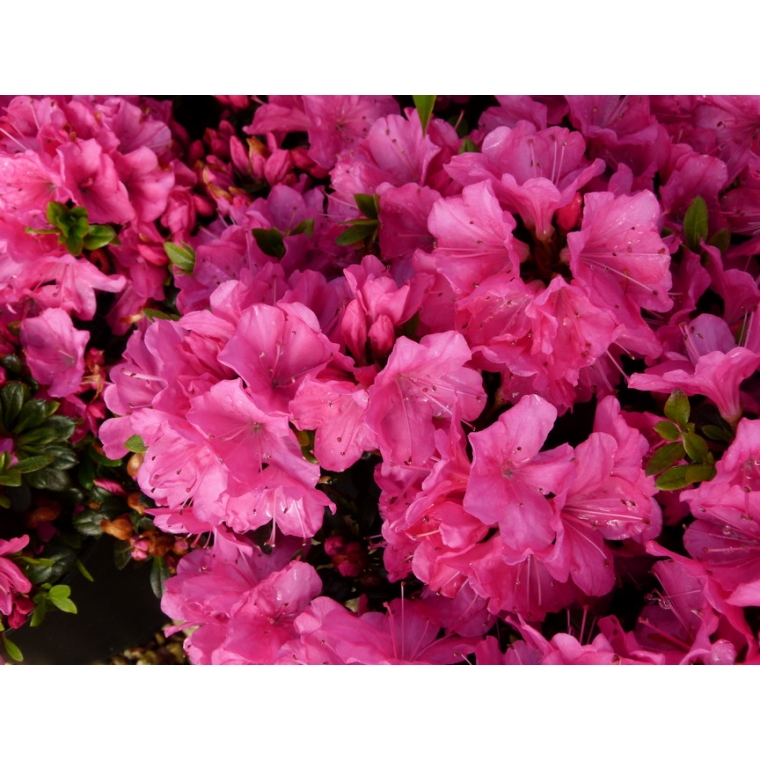 Azalea japonica'Anne Frank' 