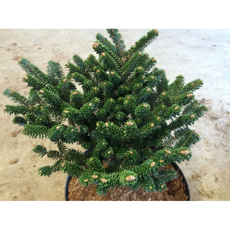 Abies koreana'Schneestern' 