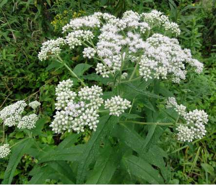 Eupatorium perfoliatum