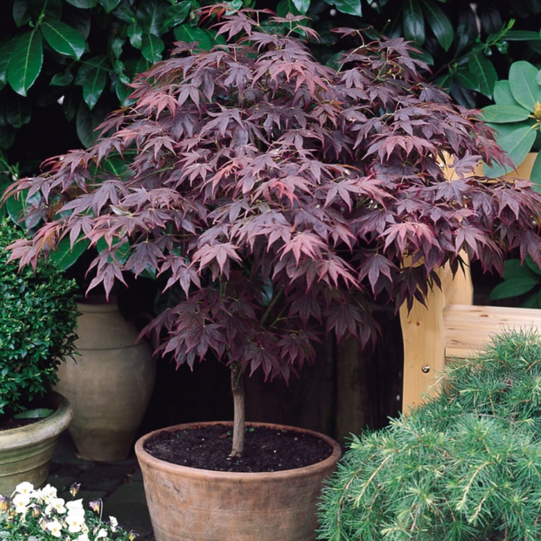 Acer palmatum'Atropurpureum' 