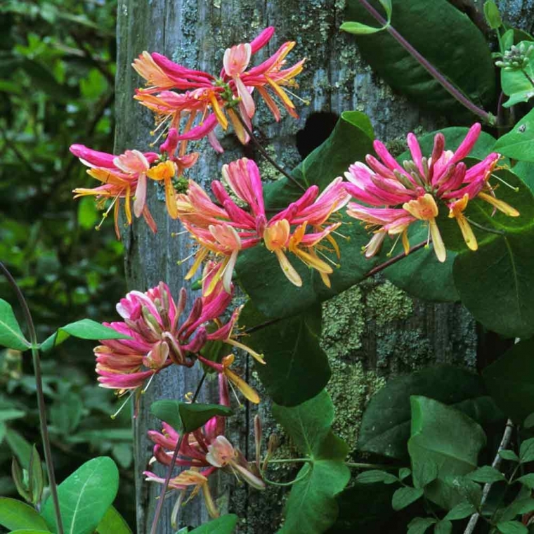 Lonicera pericymenum'Belgica' 