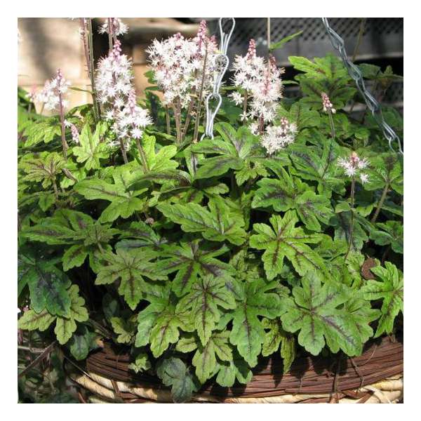 Tiarella'Happy Trails'