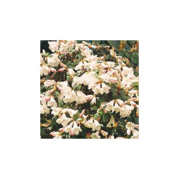 Azalea knaphill'Daviesii' 