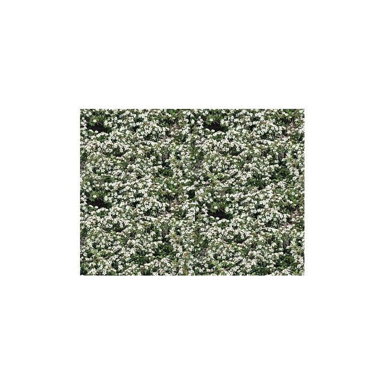 Cotoneaster dammeri'Gelre' 