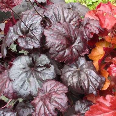 Heuchera'Black Sea'