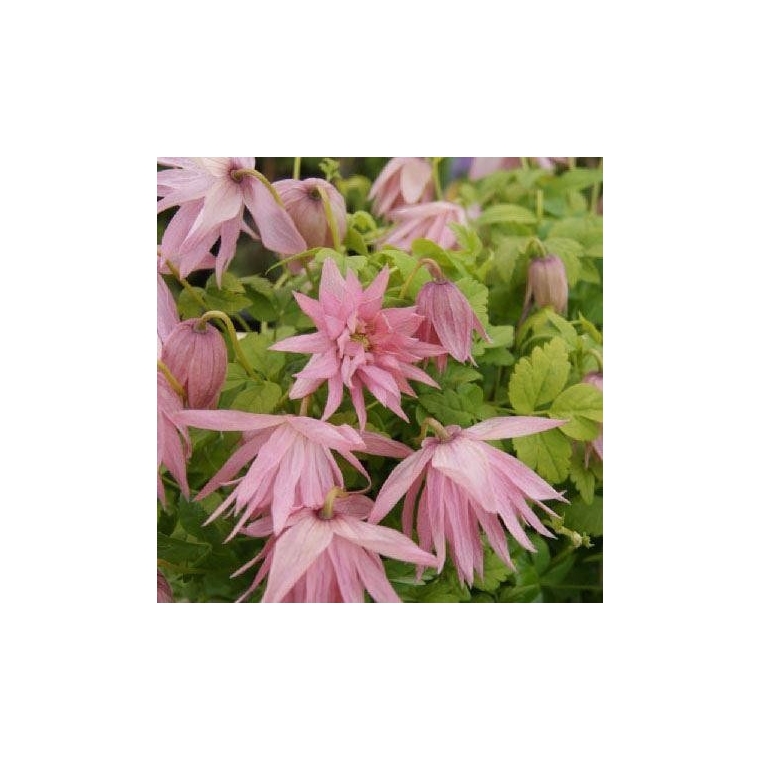 Clematis'Country Rose' 