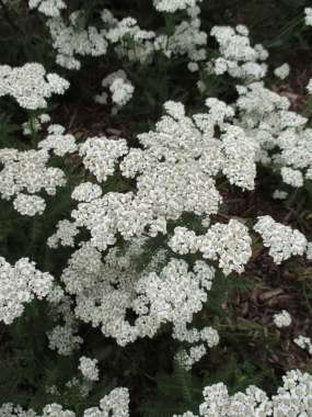 Achillea millefolium'New Vintage White'