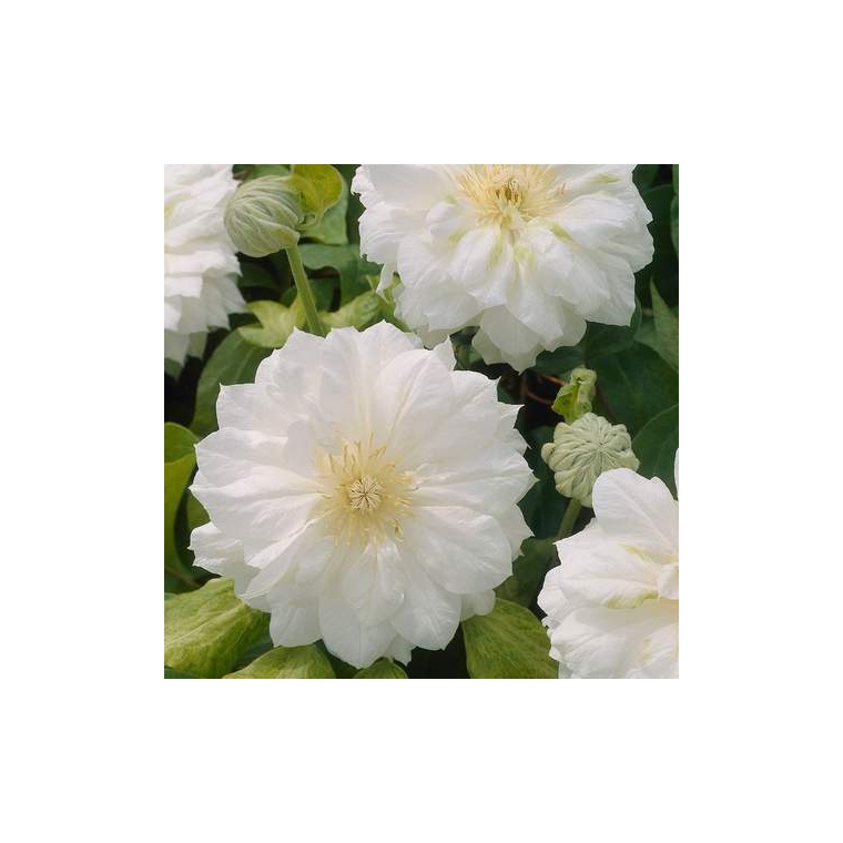 Clematis'Duchess of Edinburgh' 