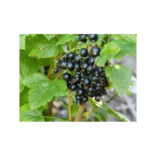 Zwarte bes (Ribes nigrum'Tsema' 