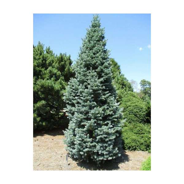 Abies lasiocarpa arizona 