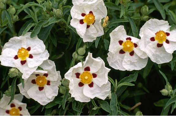 Cistus purpureus'Alan Fradd' 