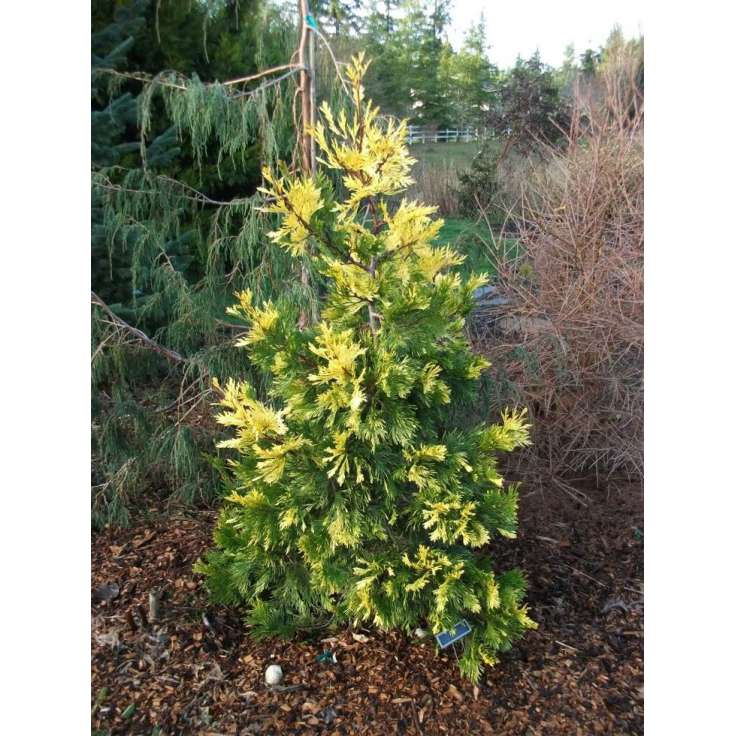 Calocedrus decurrens'Maupin Glow' 