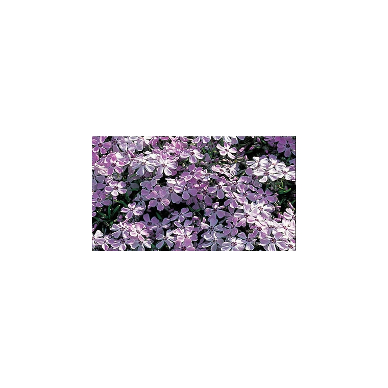 Phlox subulata'G.F.Wilson'