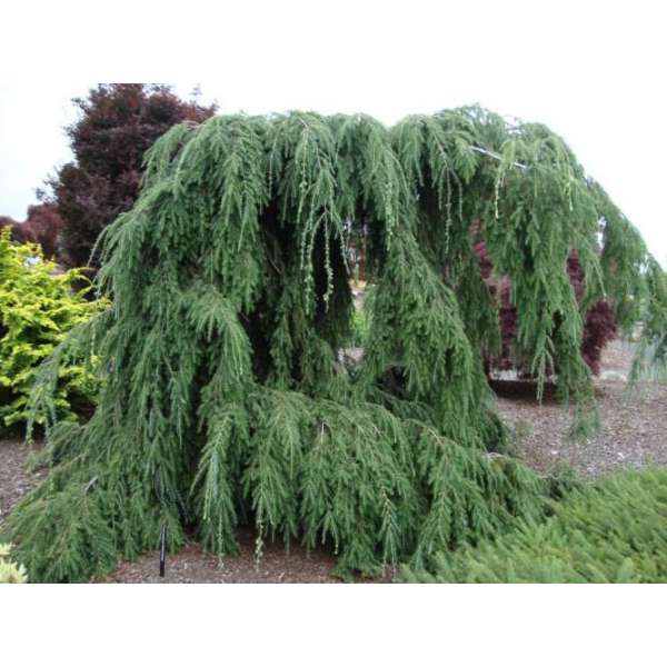 Tsuga canadensis'Ashfield Weeper' 