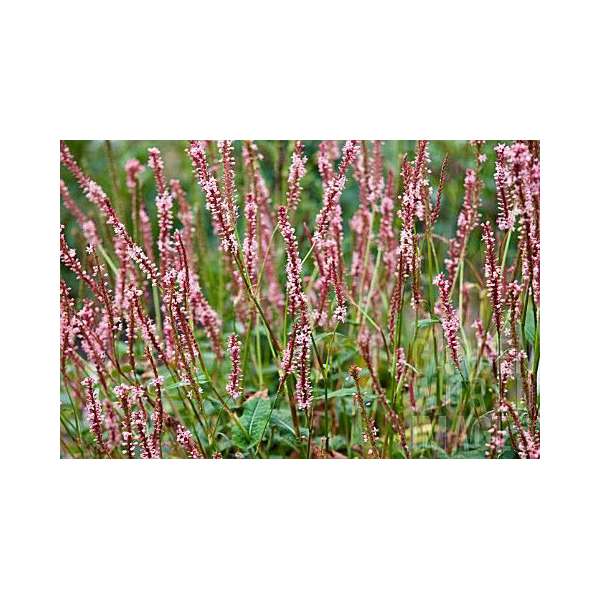 Persicaria amplexicaulis'Fascination'