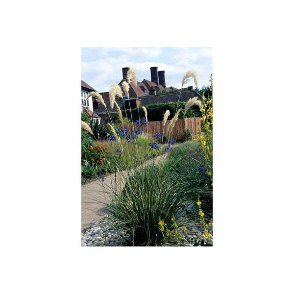 Cortaderia richardii