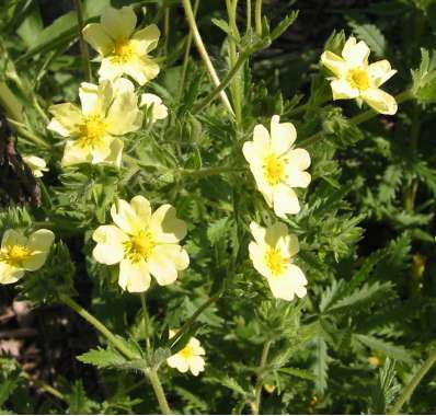 Potentilla recta