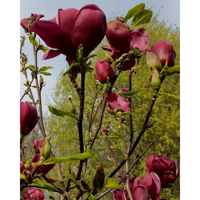 Magnolia'Genie' 