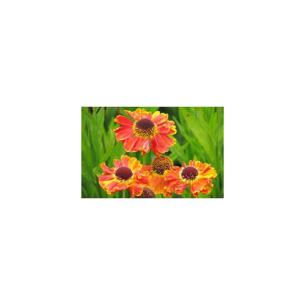 Helenium'Mardy Gras'