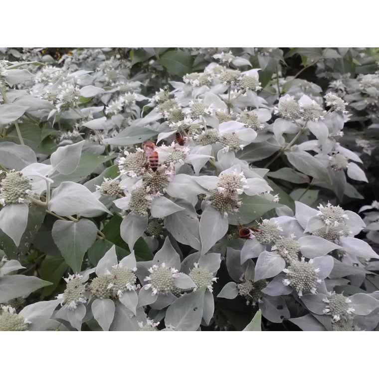 Pycnanthemum muticum