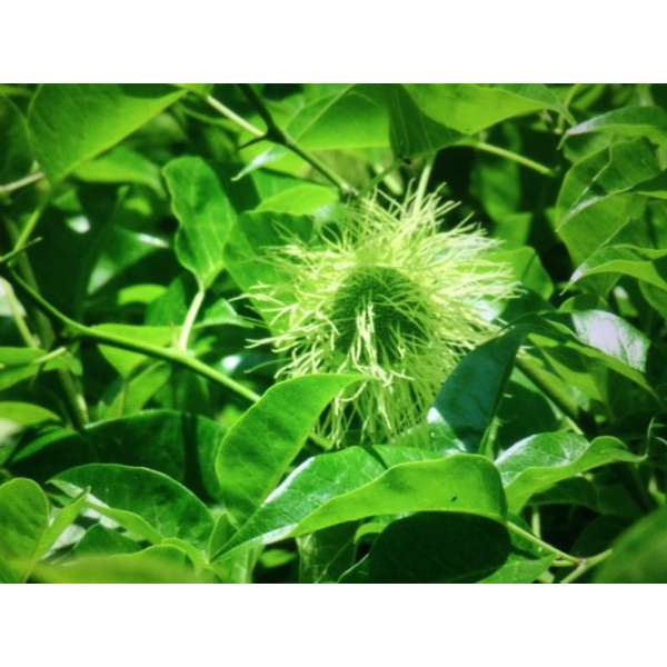 Madura pornifera'Cannonball' 
