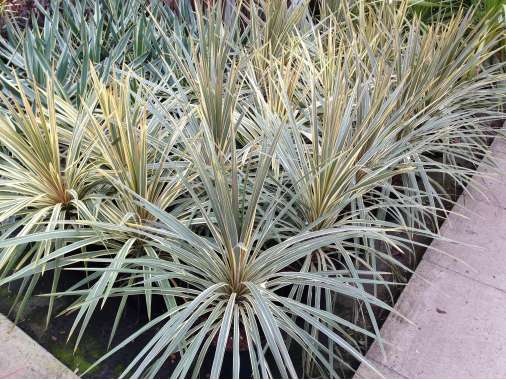 Cordyline australis'Torbay Dazzler' 