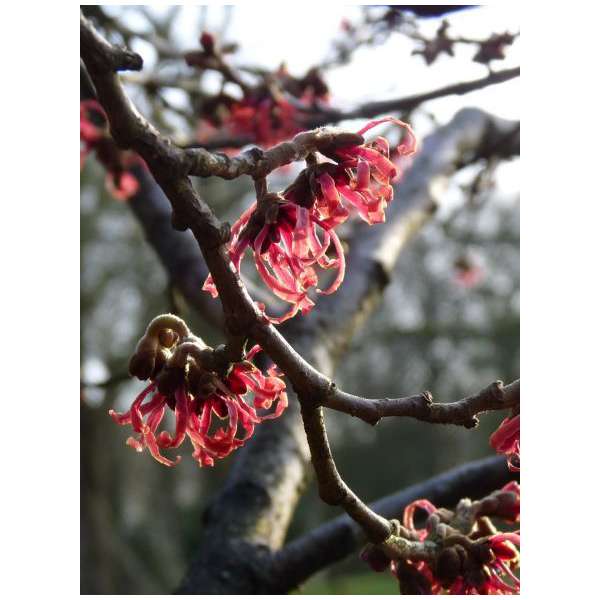 Hamamelis intermedia'Rubin' 