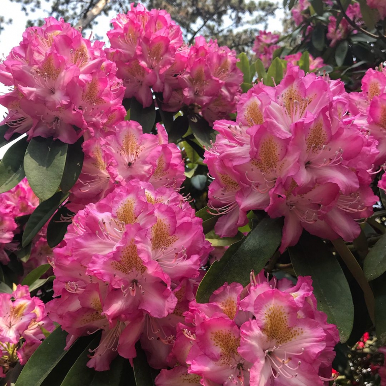 Rhododendron'Maggio' 