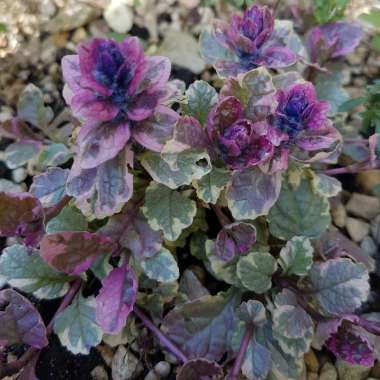 Ajuga reptans'Variegata'