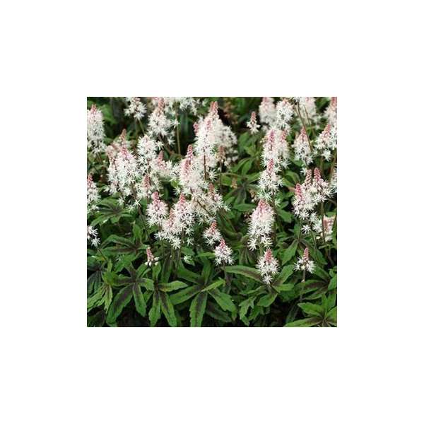 Tiarella'Cascade Creeper'