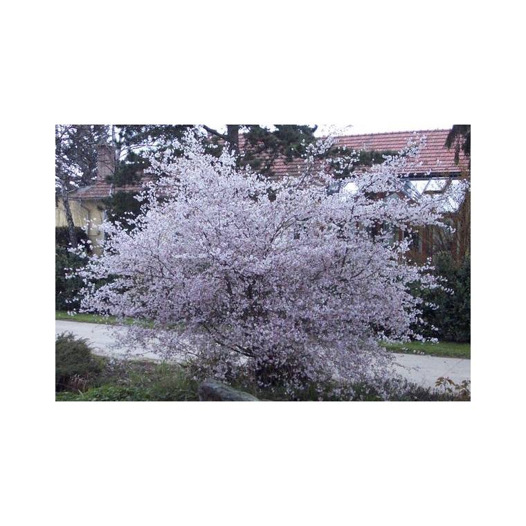 Prunus incisa'Februari Pink' 