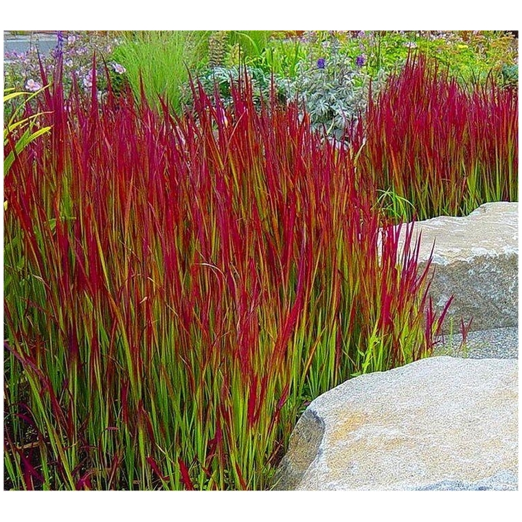 Imperata cylindrica'Red Baron'