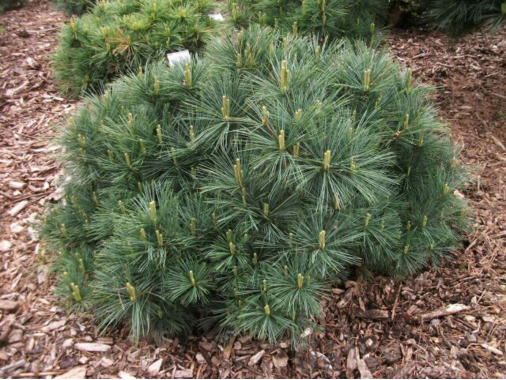Pinus strobus'Bergman's Mini' 