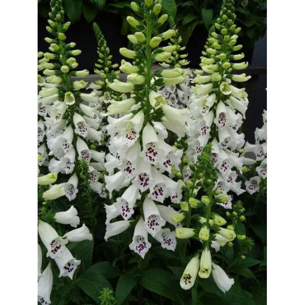 Digitalis purpurea'Dalmatian White'