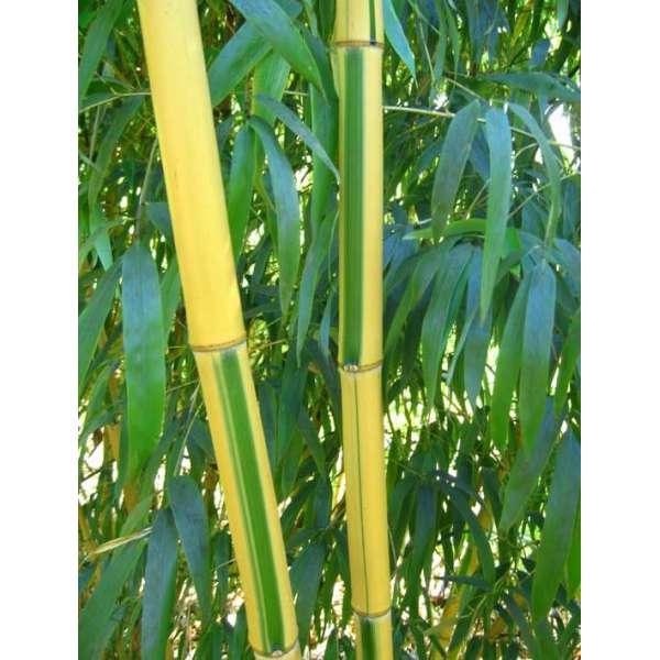 Phyllostachys vivax'Huangwhenzu'-Bamboe 