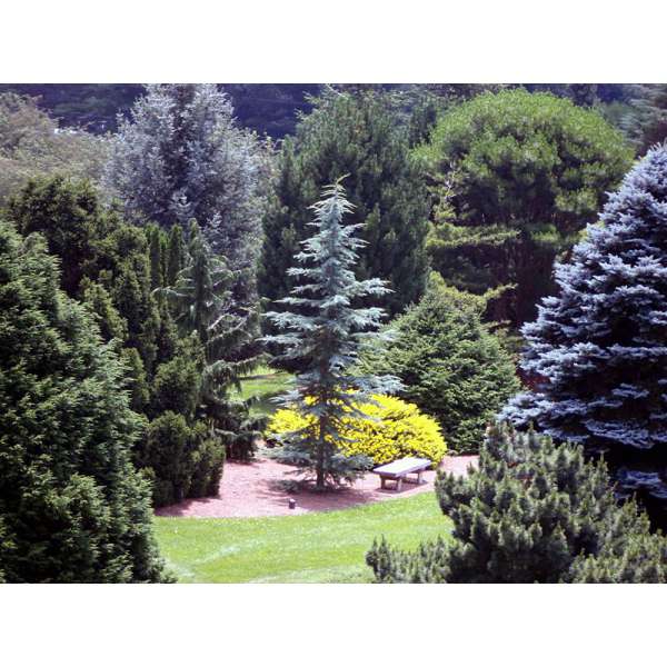 Cedrus deodara'Eisregen' 