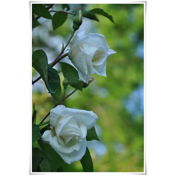 Rosa'Climbing Mrs Herbert Stevens' 