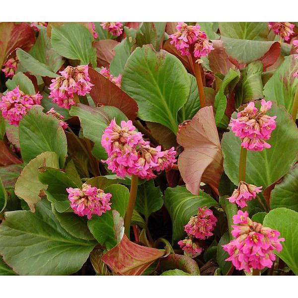 Bergenia 'David'