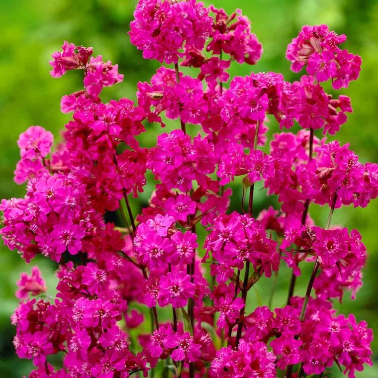 Lychnis viscaria'Splendens'