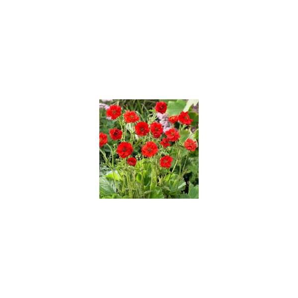 Geum chiloense'Mrs.Bradshaw' 