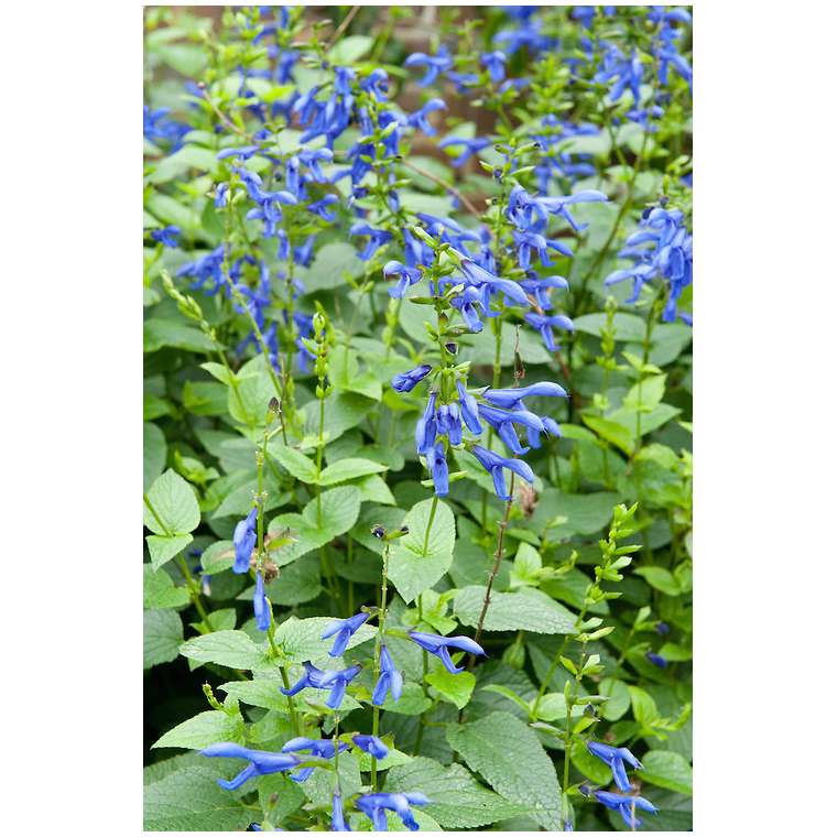 Salvia guaranitica'Blue Enigma'