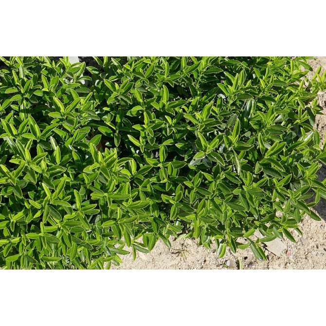 Euonymus japonicus'Microphyllus' 