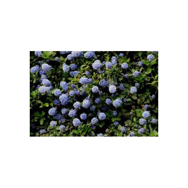 Ceanothus'Blue mound' 