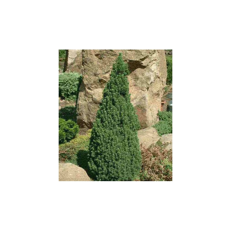 Picea glauca'Laurin' 