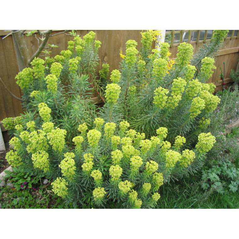 Euphorbia characias sep.characias
